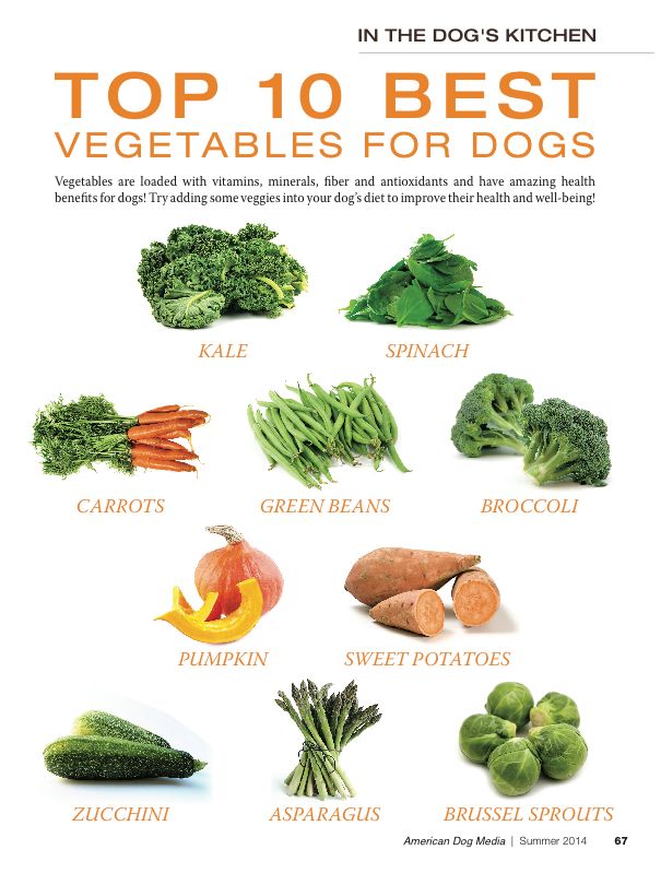 Answers Pet Food The Healthy Dog Blog